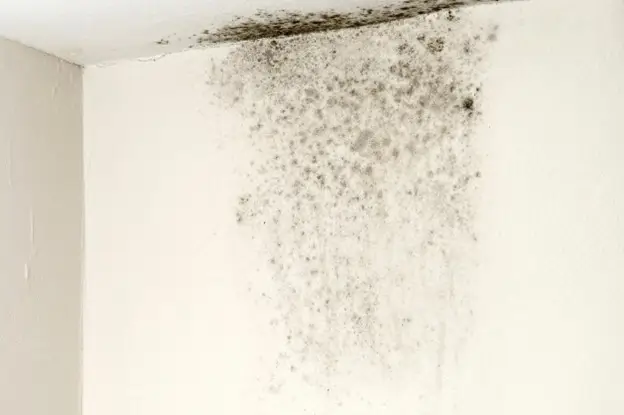 what is mold maintenance